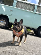 Hino Drewisis review photo
