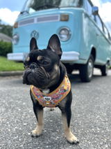 Hino Drewisis review photo