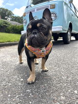 Hino Drewisis review photo