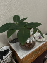 TAKAKO NAKAHARA review photo