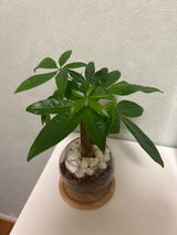 匿名 review photo