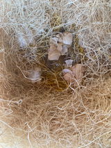 Judy's Ranch Eggs review photo