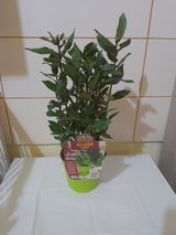 Katuscia Amenta review photo