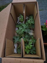 Annalisa Cauteruccio review photo