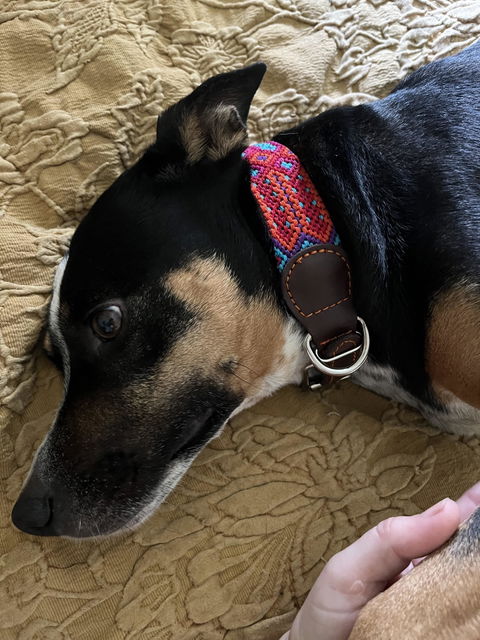 Artisan Dog Collar, Condesa