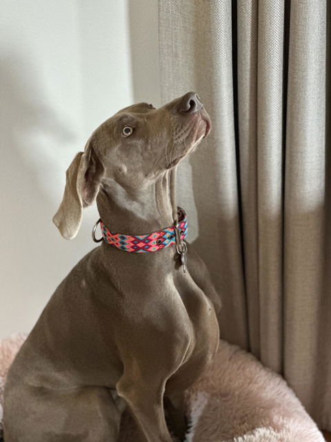 Artisan Dog Collar, Zicatela width 3.5cm