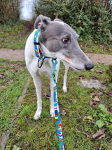 pippa review photo
