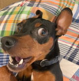 Miss Peanut review photo