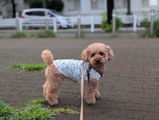 匿名 review photo