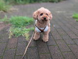 匿名 review photo
