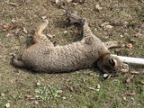 Gary Whisenhunt review photo