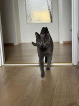 Steffi review photo
