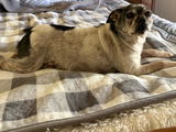 Sammy review photo