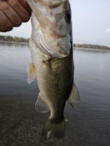 Brett Flitter review photo
