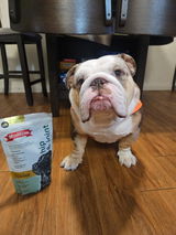 @_jack.the.bulldog_ review photo