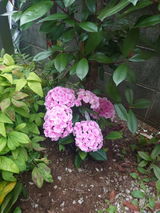てす review photo