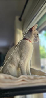 Lili review photo
