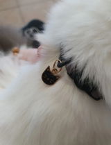 Médaille · Mini Chat 🤍🖤 (NEW!)