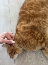 Collier Anti-étranglement Personnalisé pour Chats