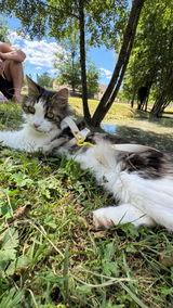 Miya Cats · Harnais H et Laisse