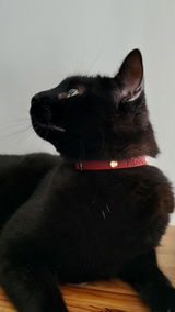 Collier Anti-étranglement Personnalisé pour Chats