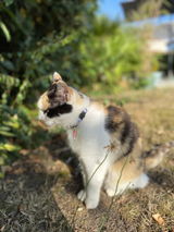 Miya Cats · Collier Anti-étranglement gravé pour Chats