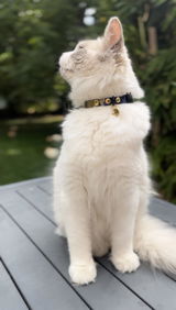 (NEW!) Collier Anti-étranglement pour chat · Edition Summer