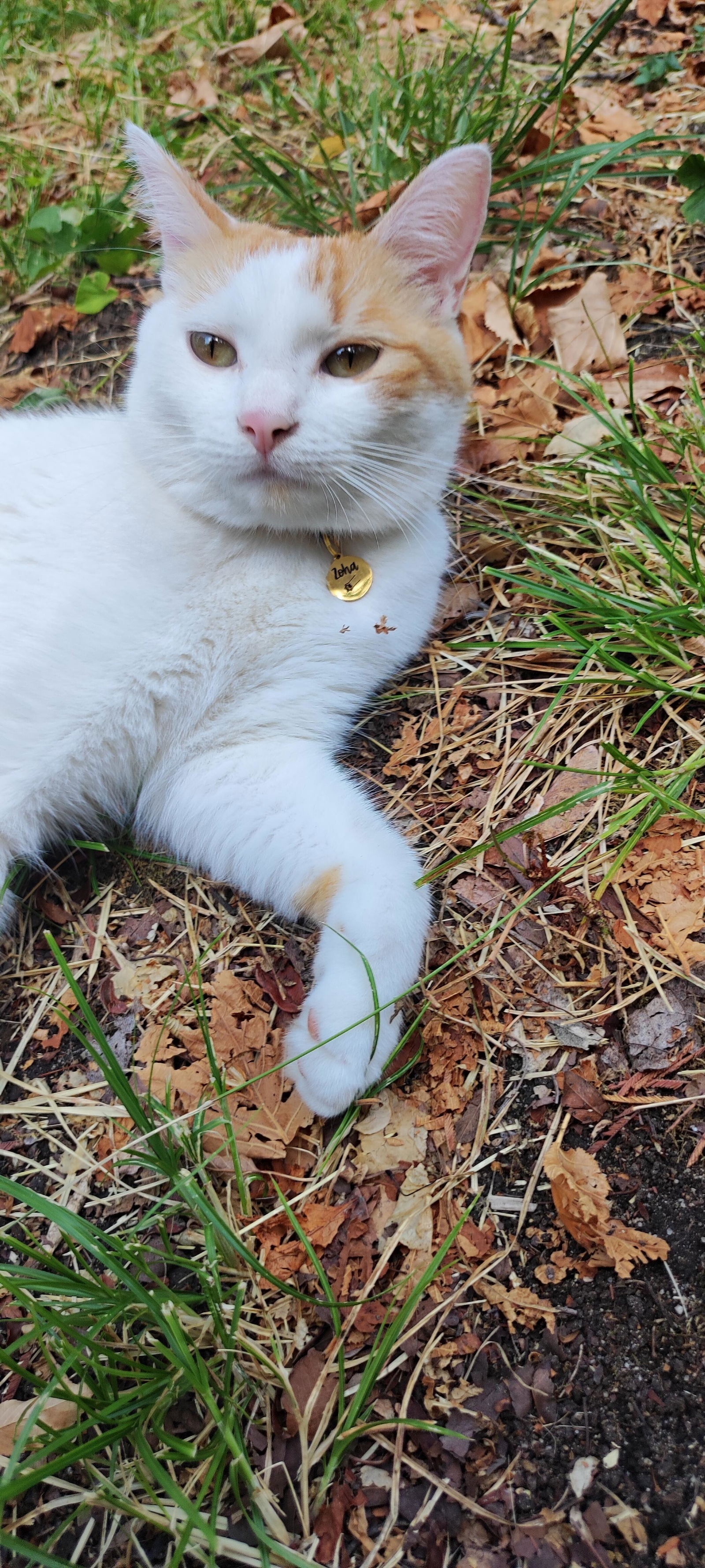 Miya Cats - パーソナライズされた安全な猫用首輪を購入 – Miyacats
