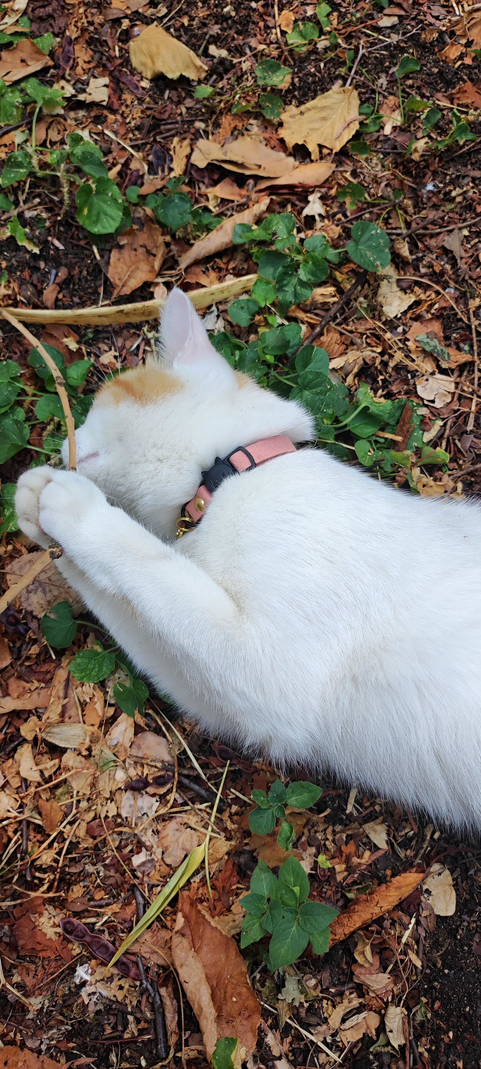 Miya Cats - パーソナライズされた安全な猫用首輪を購入 – Miyacats