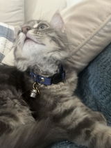 Collier Anti-étranglement Personnalisé pour Chats