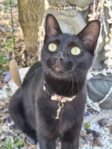 (NEW!) Collier Anti-étranglement pour chat · Edition Summer