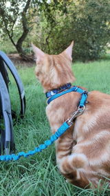 (NEW!) Collier Anti-étranglement pour chat · Edition Summer