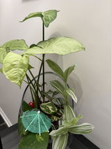 Syngonium White Butterfly