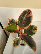 Ficus Elastica 'Tineke'