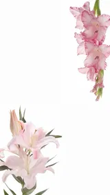 K***r review photo