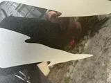 W***n review photo
