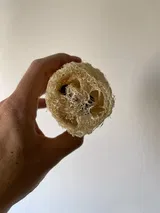 EcoHarvest Sun-Dried Natural Loofah Sponge from Malaysia