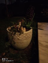 SAVU G ADRIAN review photo