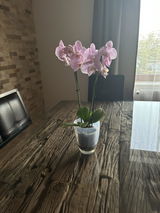 Crisan Rodica review photo