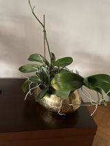 Luise Horvath review photo