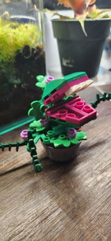 Jax Koyote review photo