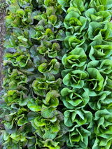 Patrick Bollinger review photo