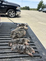 Modern Mole Trapping & Supplies