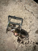 MoleSlayer Mole Trap