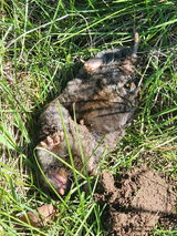 MoleSlayer Mole Trap