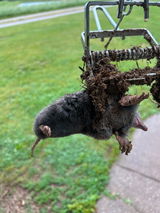 MoleSlayer Mole Trap w/ Setting Handles