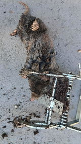 MoleSlayer Mole Trap