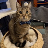 My_Furry_Babies review photo