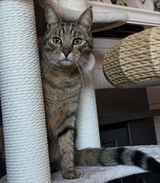 My_Furry_Babies review photo