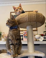 My_Furry_Babies review photo